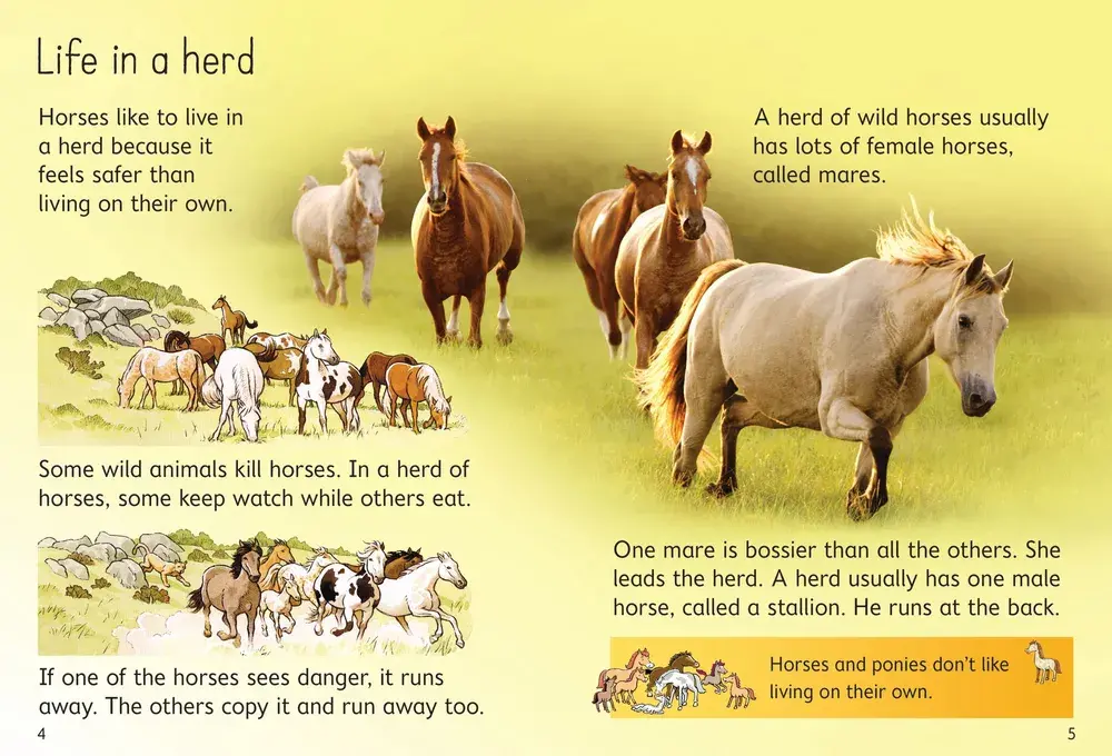 Beginners Horses and ponies