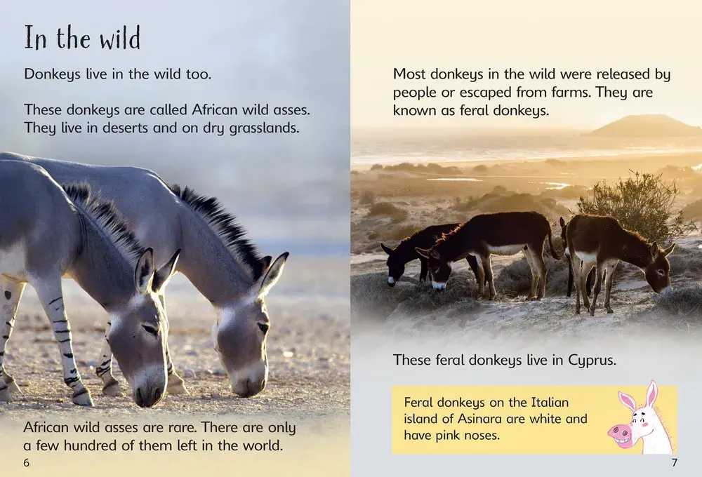 Beginners Donkeys