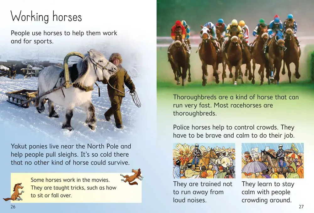 Beginners Horses and ponies
