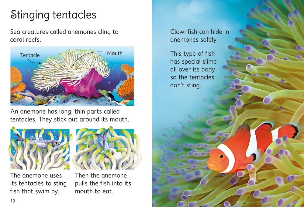 Beginners Coral Reefs